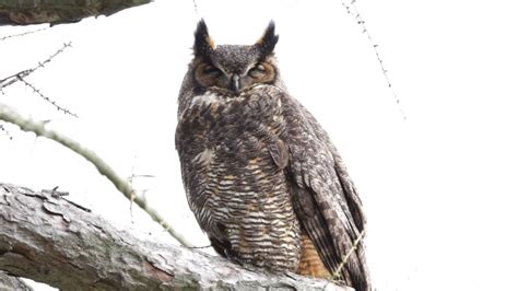 Great Horned Owl Youtube