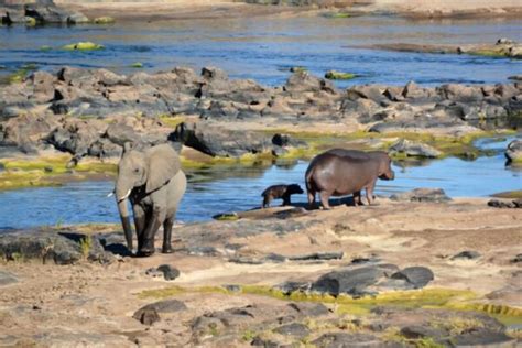 Elephant Vs. Hippo – Which Animal Is Stronger