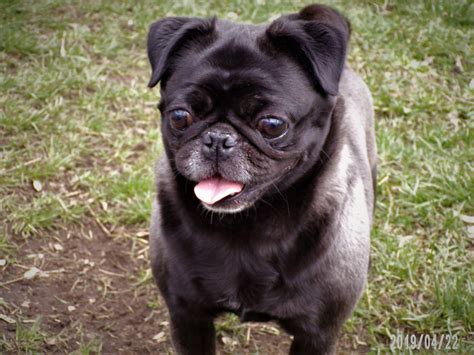 NEW LITTERS – PUGS OF DISTINCTION