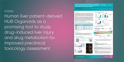 Human Liver Patient Derived HUB Organoids As A Promising Tool To Study