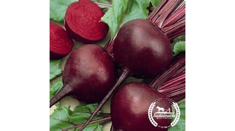 Beet Seeds To Grow On Your Farm And Sell