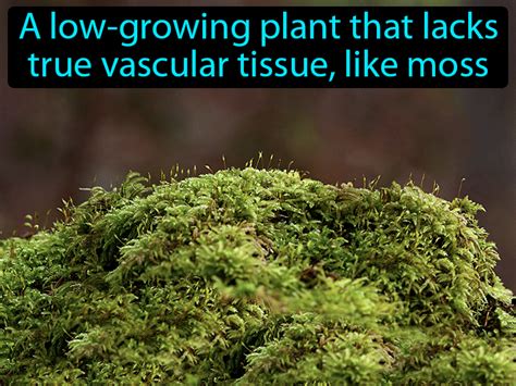 Nonvascular Plant Definition Image GameSmartz