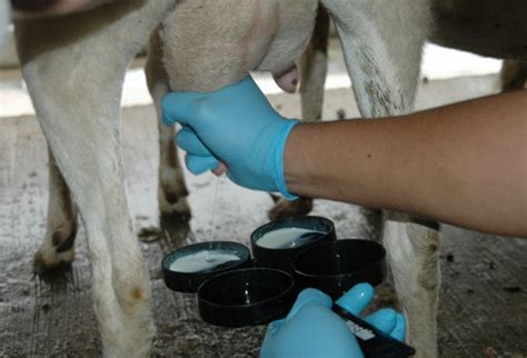 Prueba Tamiz Mastitis Sub Clínica En Vacas