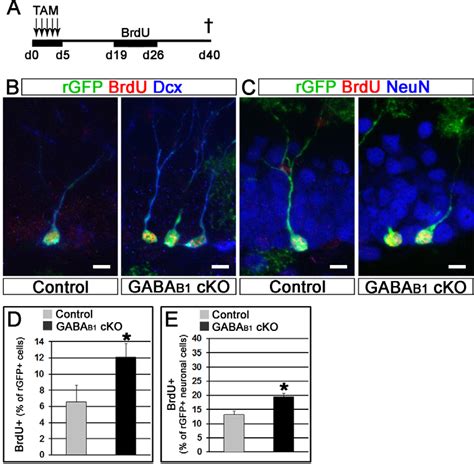 Figure 1 From Gaba Suppresses Neurogenesis In The Adult Hippocampus Through Gabab Receptors