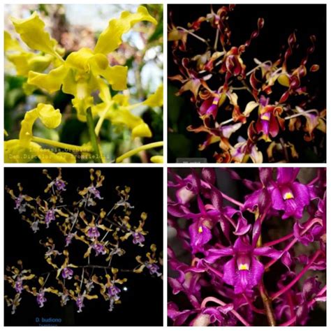 Jual Anggrek Dendrobium Keriting Pra Remaja Indonesia Shopee Indonesia