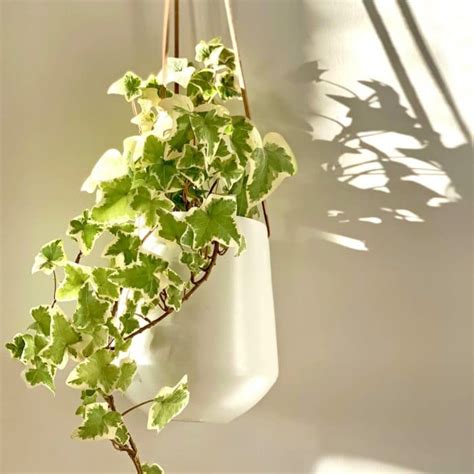 How to Care for English Ivy - Indoor Plant Guides