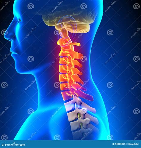 Conceito Cervical Da Dor Da Anatomia Da Espinha Ilustração Stock