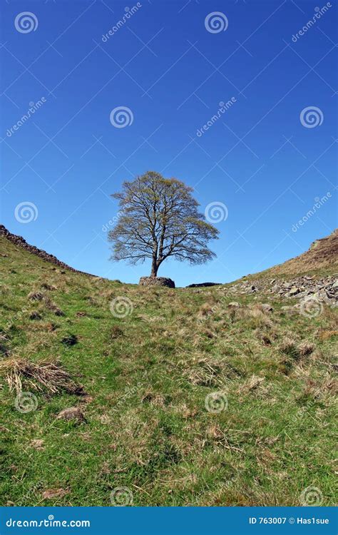 Robin Hood Tree stock image. Image of cliff, landscape - 763007