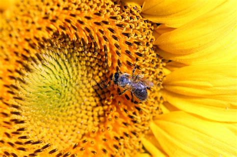 Bee On Sunflower In Summer Stock Photo Image Of Closeup 171356406