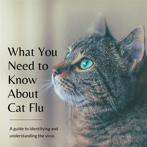 cat flu  passed  dogs