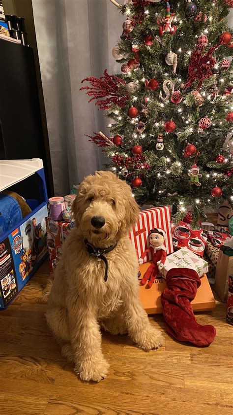 Bo Hopes You All Had A Beary Merry Christmas 🎁🎄🎅🏻 Rgoldendoodles