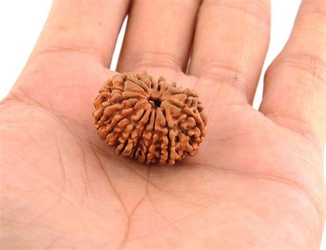 Buy 14 Face 14 Mukhi Rudraksha In Nepal By Lab Certified Online