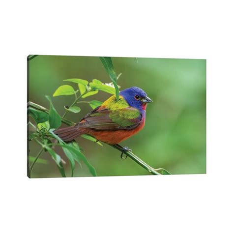 Bless International Painted Bunting Passerina Ciris Male Foraging On