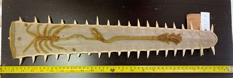 Sawfish Teeth as GPS - College of Natural Resources | University of Idaho