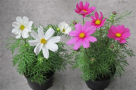 Cosmos Bipinnatus Sonata Mix Bitkiler Toptan Sat Floraccess