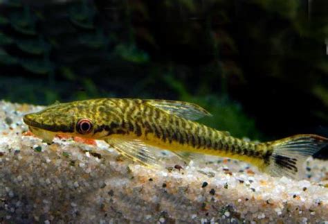 Giant Tiger Otocinclus Algae Eater Arizona Aquatic Gardens