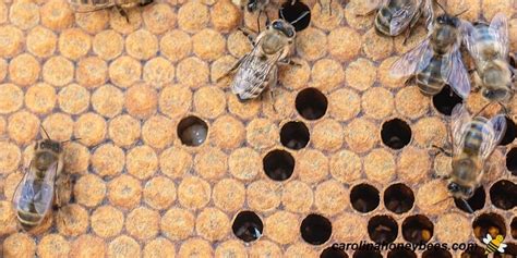 Baby Bees Where Are They Carolina Honeybees