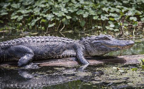 Five Scenic Everglades Airboat Tours Near Miami | Greater Miami & Miami ...