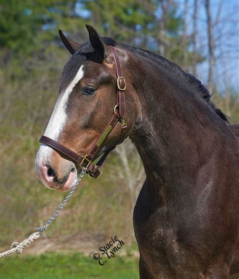 Bay Clydesdale Gelding | Beautiful horses, Clydesdale horses, Most beautiful horses