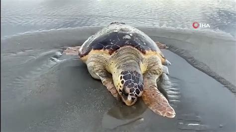 Ölü caretta caretta sahile vurdu Dailymotion Video