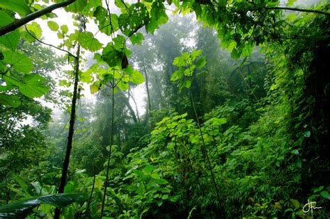 Jackson Finn | Costa Rica Rainforest