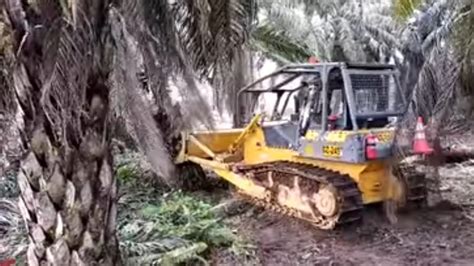 Dozer D 85 Ss Land Clearing Pohon Kelapa Sawit YouTube