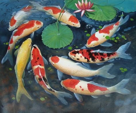 27+ Download Gambar Pemandangan Ikan Koi - Pemandangan