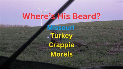 Missouri Trifecta Baby Turkey Crappie And Morel Mushroom Missouri