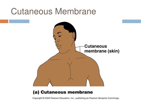 Ppt Classification Of Body Membranes Powerpoint Presentation Free