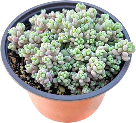 Amazon Sedum Dasyphyllum Minor Corsican Stonecrop Inch