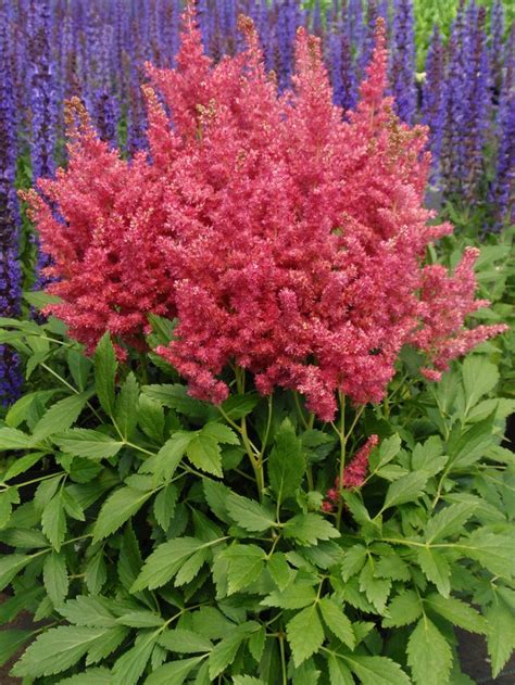 90 best images about Astilbe on Pinterest | Gardens, Shade plants and ...