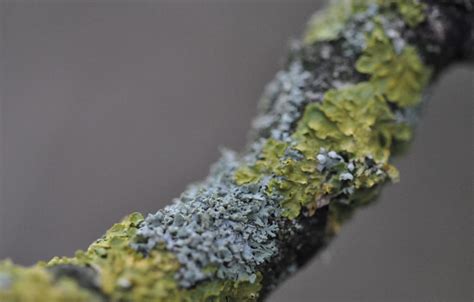 Lichen photography – Young Naturalist: Izzy Fry