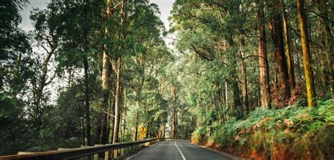 Rainforest in Australia - 7 Rainforests You Must Visit | AATW