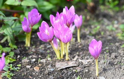 Premium Photo Colchicum Flowers Autumn Crocus Or Naked Lady Growing