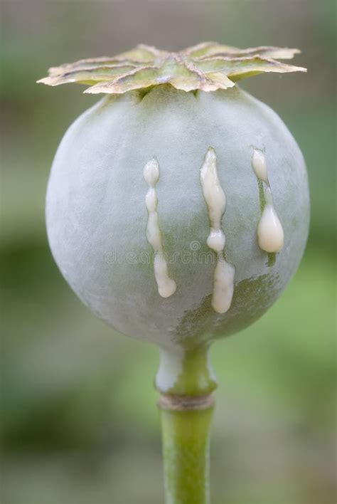 Papaver Somniferum Opium Poppy Zdjęcie Stock Obraz Złożonej Z Natura