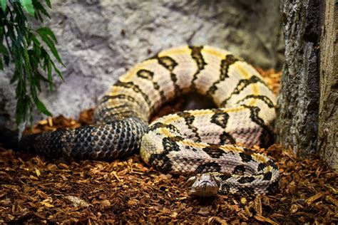 Timber Rattlesnake | Potter Park Zoo