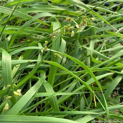 Organic Hierochloe odorata Sweet Grass Plants from Mountain Valley Growers