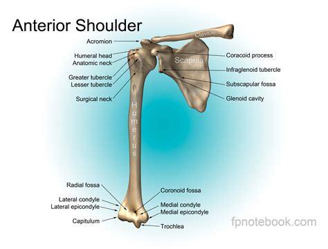 Shoulder Anatomy Worksheet / Shoulder Anatomy Interactive Worksheet Pdf