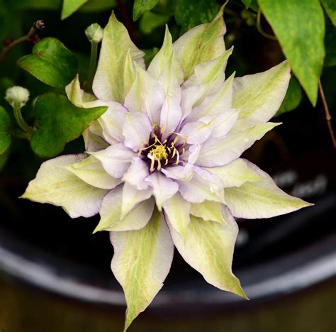 15 Clematis Varieties to Grow for Gorgeous Flowers