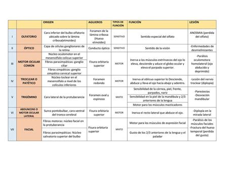 CUADRO COMPARATIVO DE PARES CRANEALES UDocz 0 The Best Porn Website