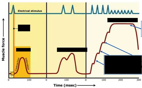 Muscle Physiology Diagram | Quizlet 