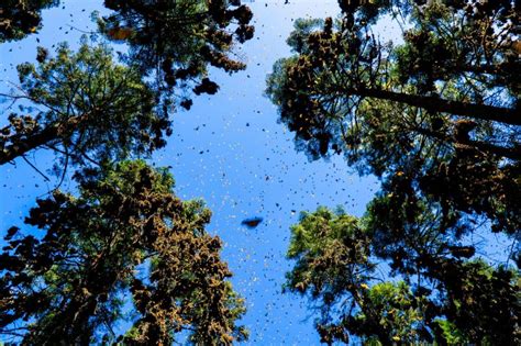 Where to See the Monarch Butterfly Migration in Mexico