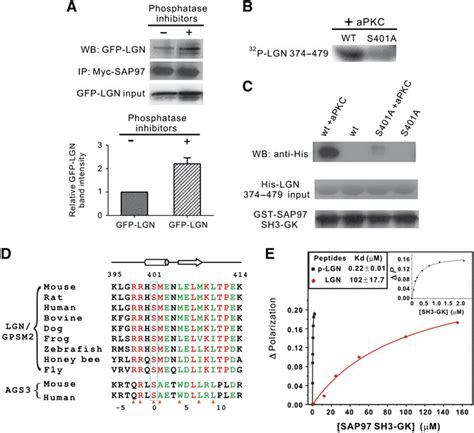 Discovery Of The Phosphorylation Dependent Interaction Between Sap