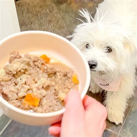 Homemade Puppy Food Recipe - Dog Child