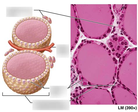 Bsc Lab Exam Thyroid Diagram Quizlet