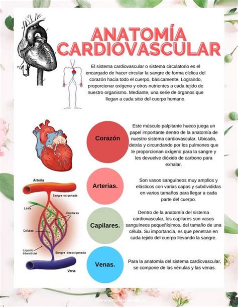 Infografia Cardio UDocz 3657 The Best Porn Website