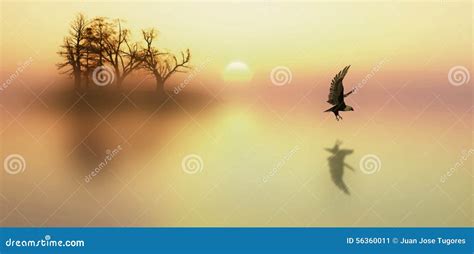 Eagle stock image. Image of feathers, flying, clouds - 56360011