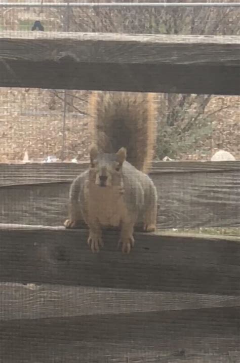 My Neighbor Fed This Fat Fuck So Much That It Grew Titties R Fatsquirrelhate