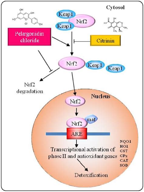 Pelargonidin Modulates Keap Nrf Pathway Gene Expression And