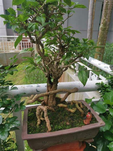 bougainvillea bonsai furniture home living gardening pots